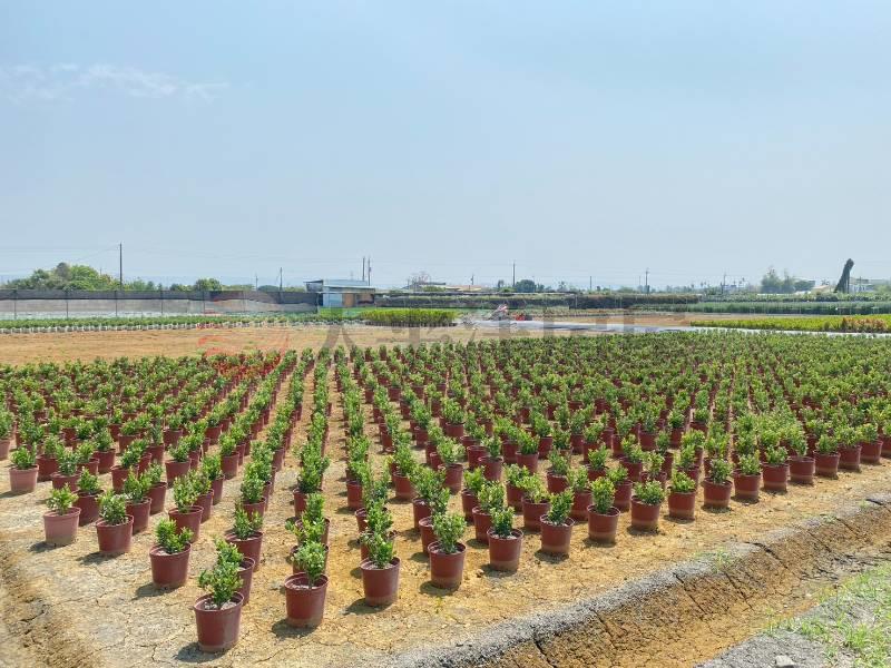 永靖福中段大面寬優質農地房屋室內格局與周邊環境