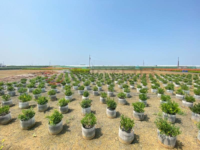 永靖福中段大面寬優質農地房屋室內格局與周邊環境