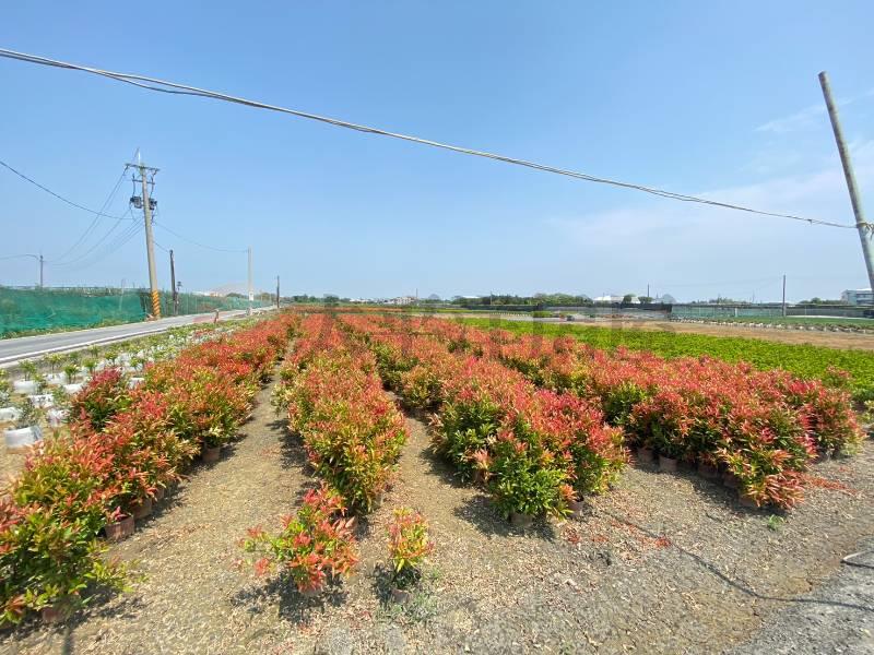 永靖福中段大面寬優質農地房屋室內格局與周邊環境