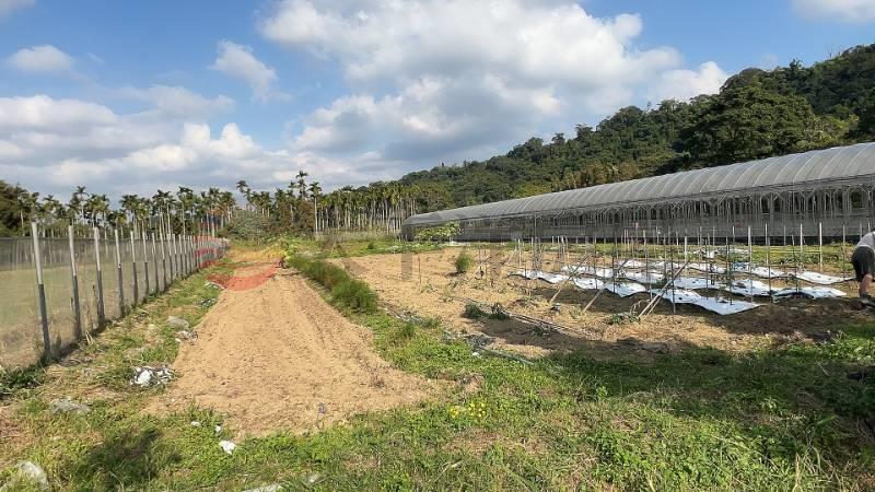 大溪康莊美農地