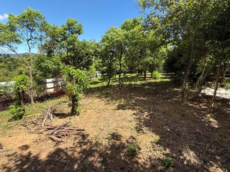 🌲虎頭山美農地稀有釋出