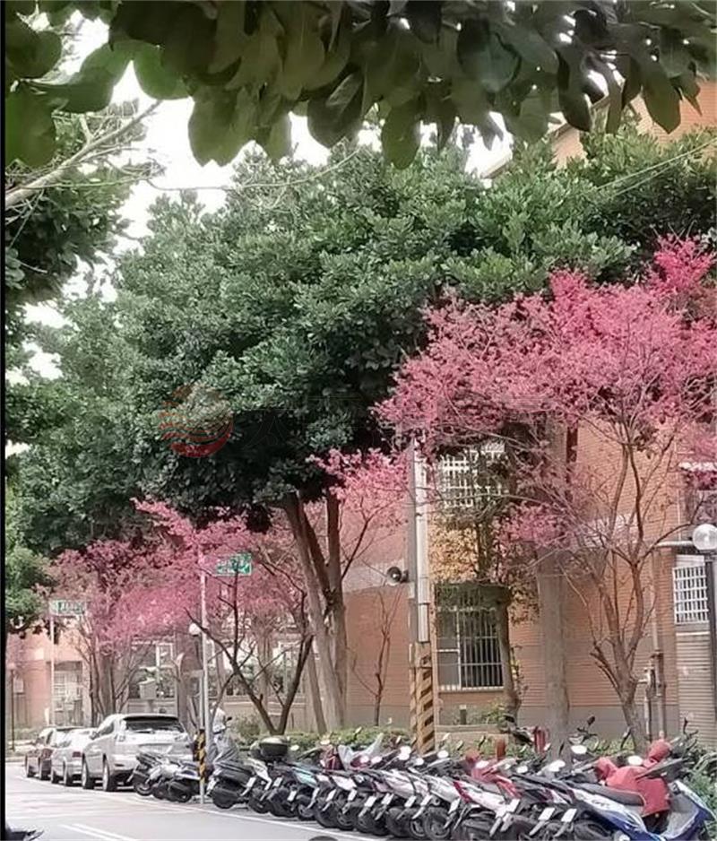 鵬程萬里亮麗三房房屋室內格局與周邊環境