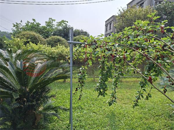 大溪月眉稀有獨棟農舍房屋室內格局與周邊環境