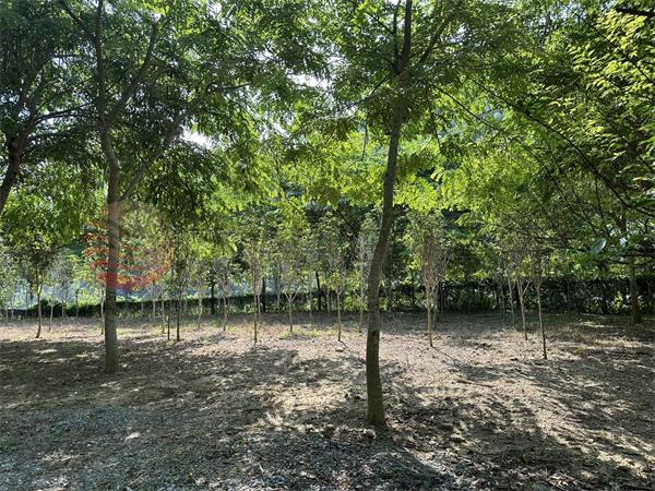 苗栗大湖築夢莊園房屋室內格局與周邊環境