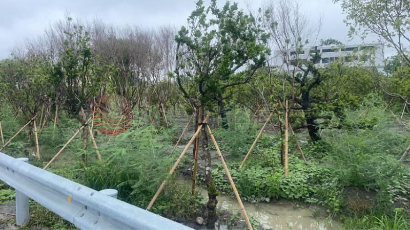 田中東彰路美田房屋室內格局與周邊環境