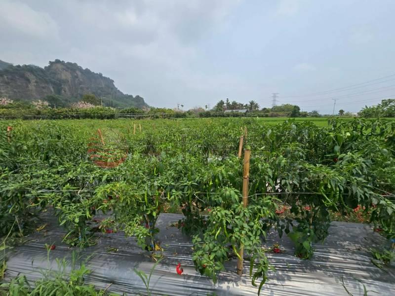 二水花旗木鐵道美田地房屋室內格局與周邊環境