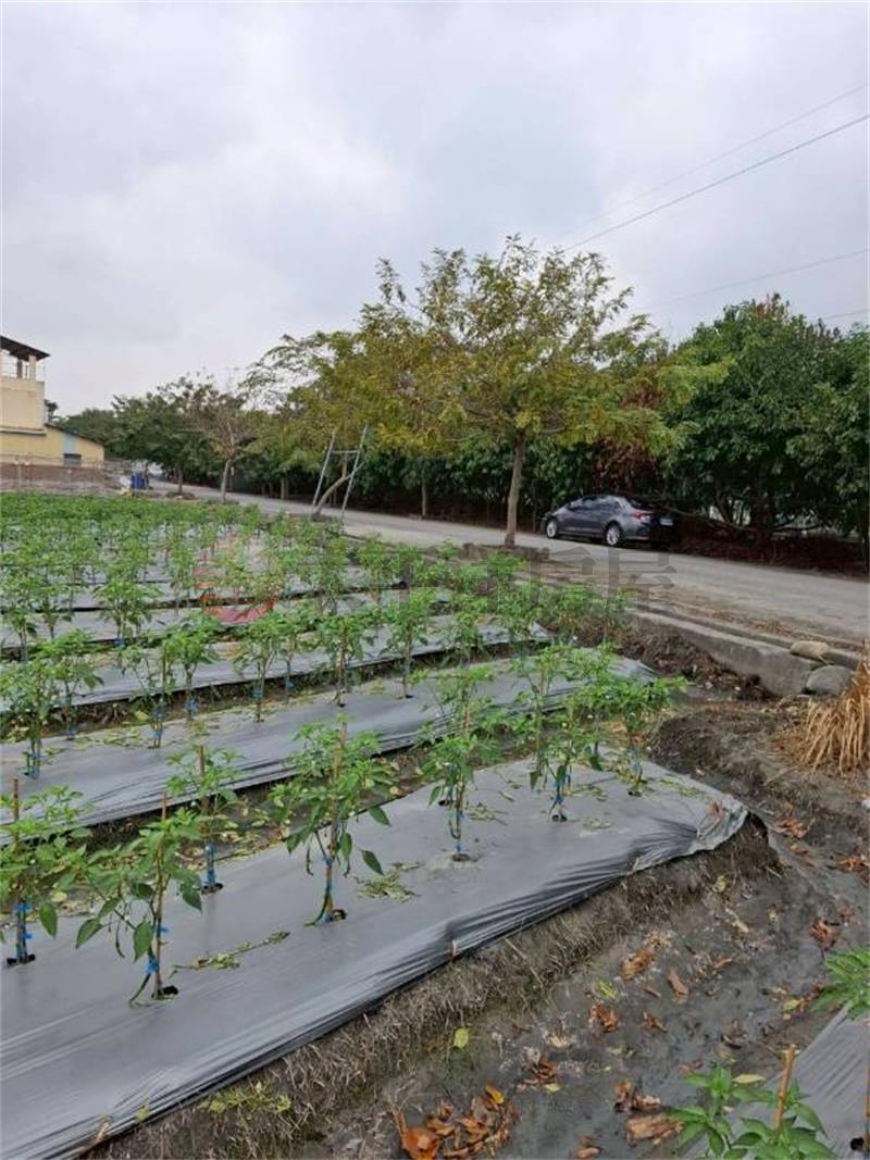 二水花旗木鐵道美田地房屋室內格局與周邊環境