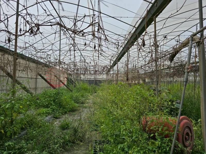 大村現成農設溫室美農地房屋室內格局與周邊環境