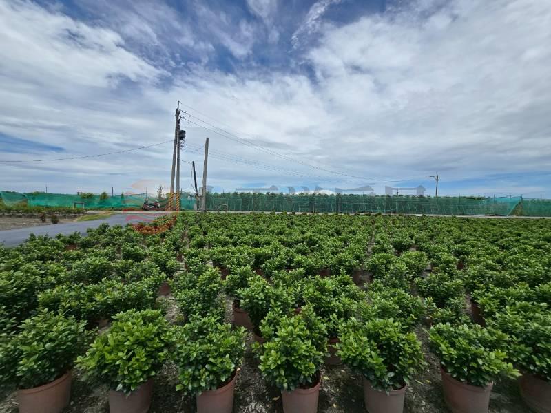 永靖福中段3.7分方正農地房屋室內格局與周邊環境
