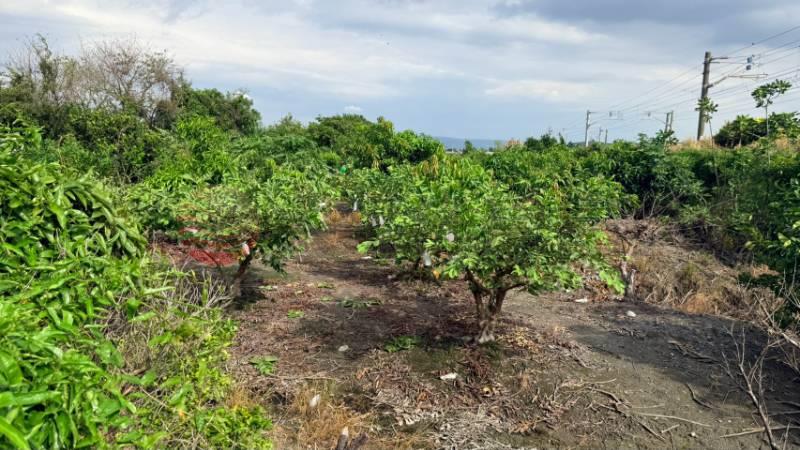 花壇西前巷農地房屋室內格局與周邊環境