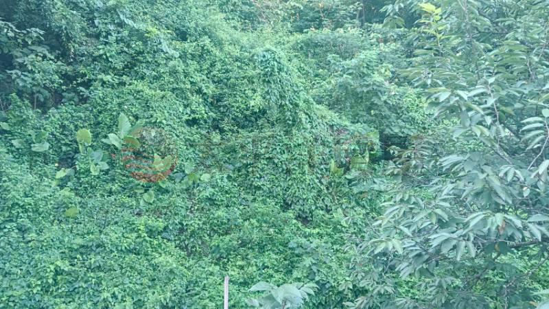近明湖國小農地A房屋室內格局與周邊環境