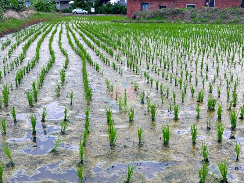 稀有甲建247+農地