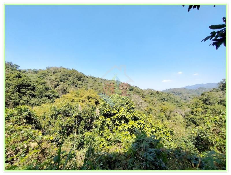 太平頭汴景觀林地