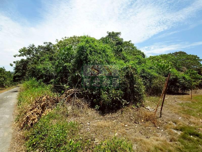 楠西5.9分方正美農地